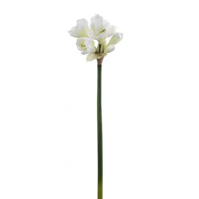 ΑΜΑΡΥΛΛΙΔΑ 77CM