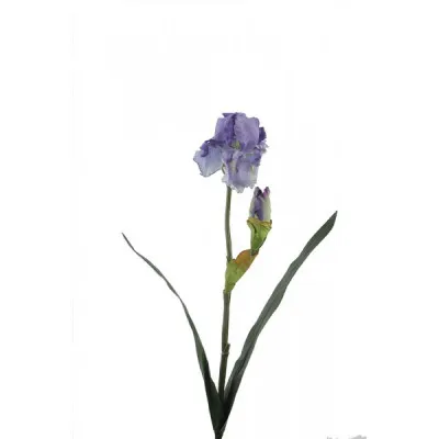 ΙΡΙΣ 73CM