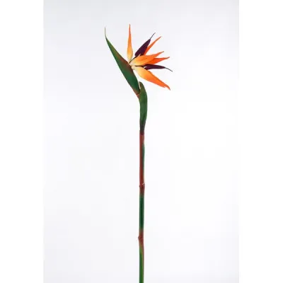ΣΤΕΡΛΙΤΣΙΑ 83CM