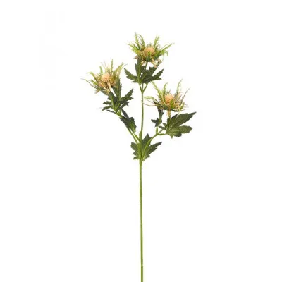ΚΑΡΔΑΜΟΣ 67CM